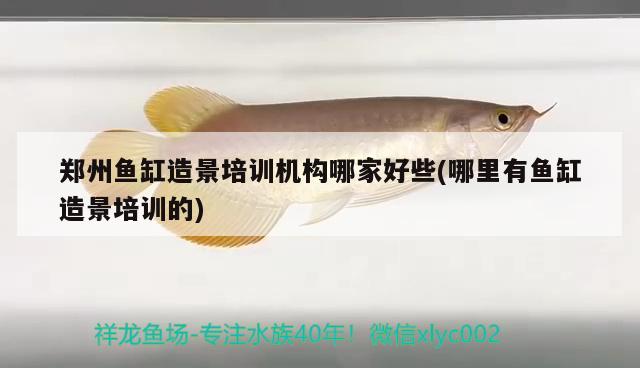 鄭州魚缸造景培訓機構哪家好些(哪里有魚缸造景培訓的)