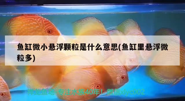 魚缸微小懸浮顆粒是什么意思(魚缸里懸浮微粒多)