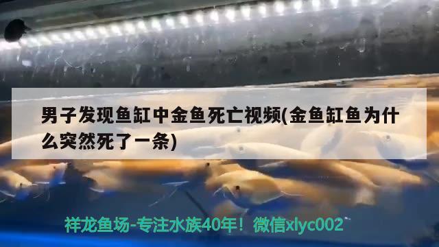 男子發(fā)現(xiàn)魚缸中金魚死亡視頻(金魚缸魚為什么突然死了一條) 巴西亞魚