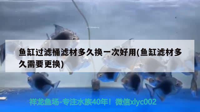 魚缸過濾桶濾材多久換一次好用(魚缸濾材多久需要更換) 海象魚