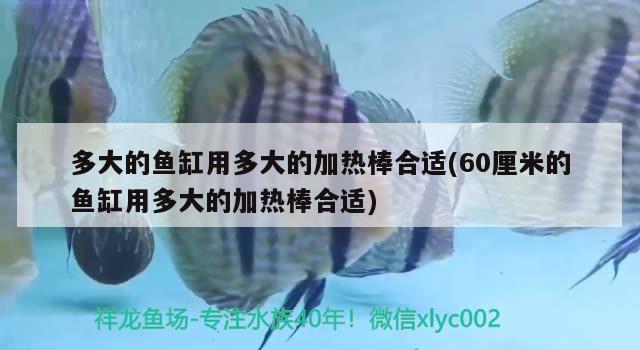 多大的魚缸用多大的加熱棒合適(60厘米的魚缸用多大的加熱棒合適)