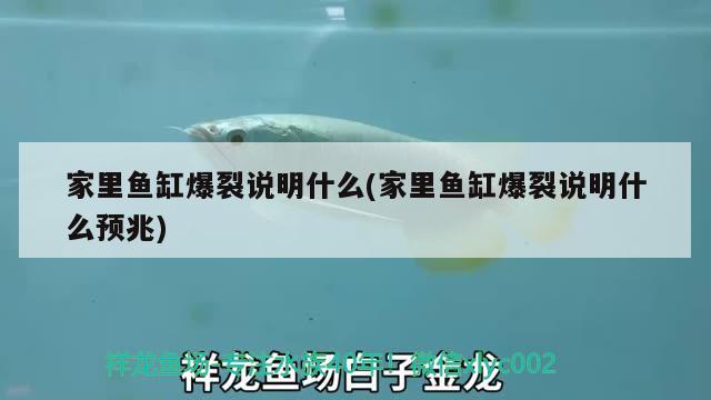 家里魚缸爆裂說明什么(家里魚缸爆裂說明什么預(yù)兆)