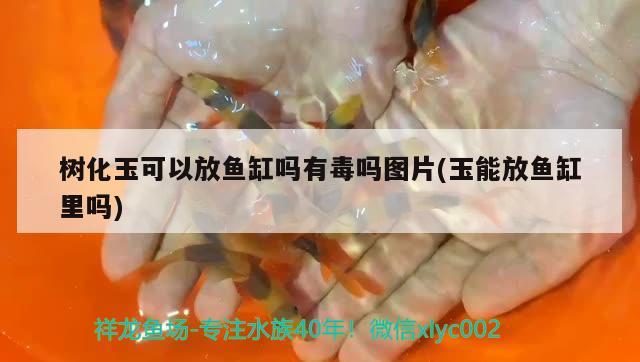 樹(shù)化玉可以放魚(yú)缸嗎有毒嗎圖片(玉能放魚(yú)缸里嗎)