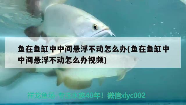 魚(yú)在魚(yú)缸中中間懸浮不動(dòng)怎么辦(魚(yú)在魚(yú)缸中中間懸浮不動(dòng)怎么辦視頻)