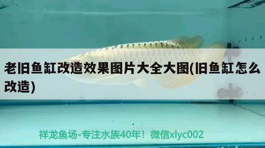 老舊魚缸改造效果圖片大全大圖(舊魚缸怎么改造) 朱巴利魚