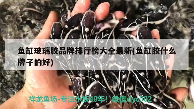 魚缸玻璃膠品牌排行榜大全最新(魚缸膠什么牌子的好)