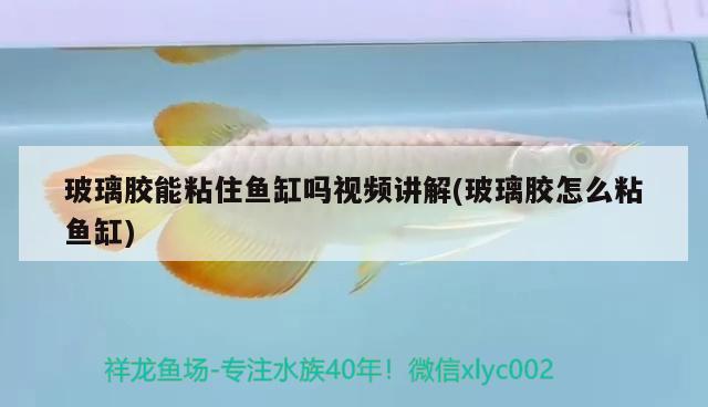 玻璃膠能粘住魚缸嗎視頻講解(玻璃膠怎么粘魚缸)