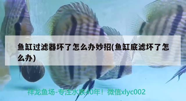 魚缸過(guò)濾器壞了怎么辦妙招(魚缸底濾壞了怎么辦) ?；?異型虎魚/純色虎魚