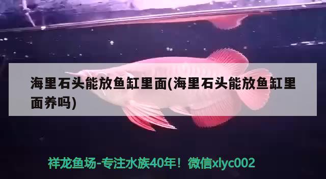 海里石頭能放魚缸里面(海里石頭能放魚缸里面養(yǎng)嗎) 魚缸清潔用具