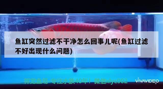 魚缸突然過濾不干凈怎么回事兒呢(魚缸過濾不好出現(xiàn)什么問題)