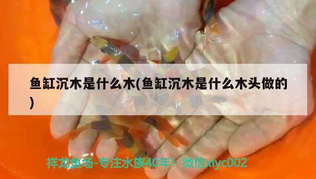 魚缸沉木是什么木(魚缸沉木是什么木頭做的) 觀賞魚