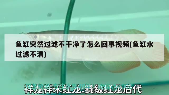 魚缸突然過濾不干凈了怎么回事視頻(魚缸水過濾不清) 圖騰金龍魚