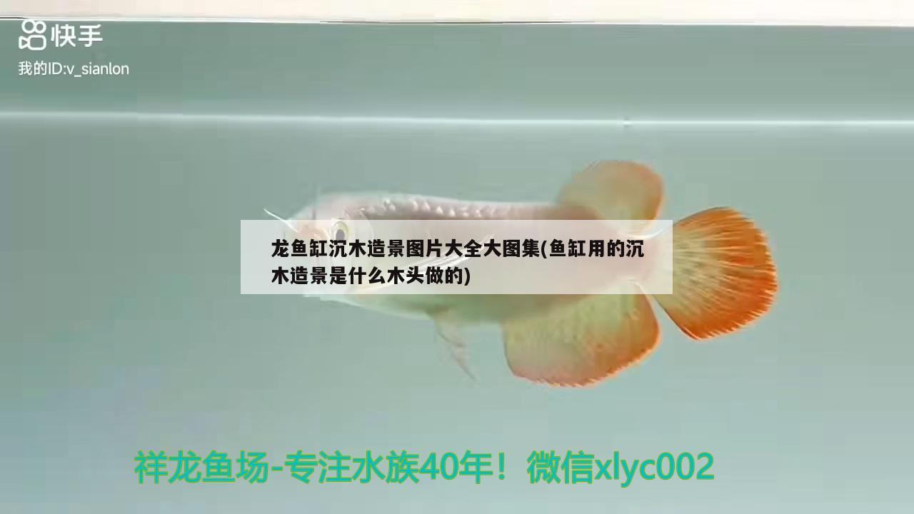 龍魚缸沉木造景圖片大全大圖集(魚缸用的沉木造景是什么木頭做的)