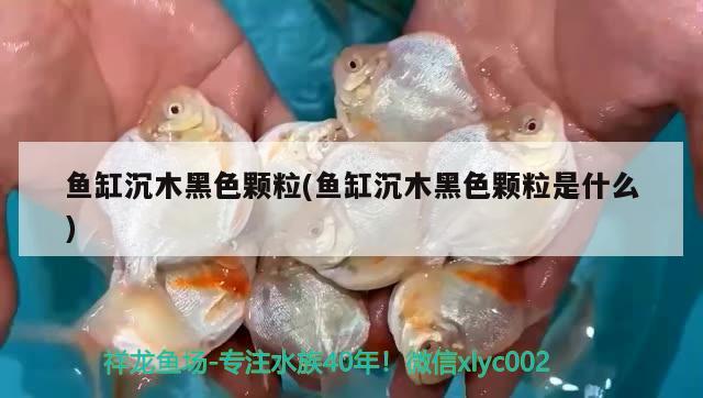 魚缸沉木黑色顆粒(魚缸沉木黑色顆粒是什么) 丹頂錦鯉魚