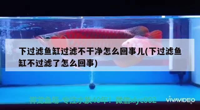 下過濾魚缸過濾不干凈怎么回事兒(下過濾魚缸不過濾了怎么回事)