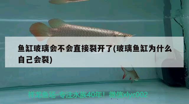 魚缸玻璃會不會直接裂開了(玻璃魚缸為什么自己會裂) 赤荔鳳冠魚