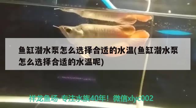 魚缸潛水泵怎么選擇合適的水溫(魚缸潛水泵怎么選擇合適的水溫呢)