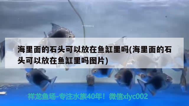 海里面的石頭可以放在魚(yú)缸里嗎(海里面的石頭可以放在魚(yú)缸里嗎圖片) 白子銀龍魚(yú)苗