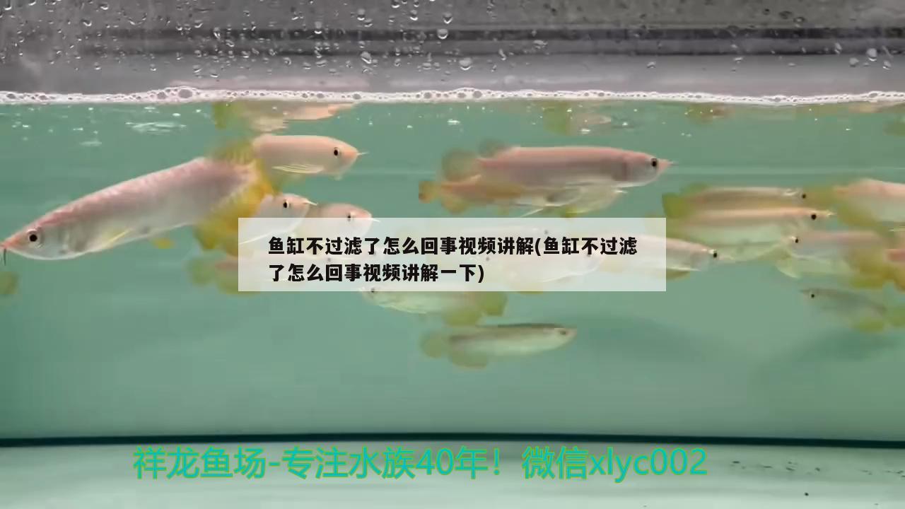 魚(yú)缸不過(guò)濾了怎么回事視頻講解(魚(yú)缸不過(guò)濾了怎么回事視頻講解一下) 大白鯊魚(yú)