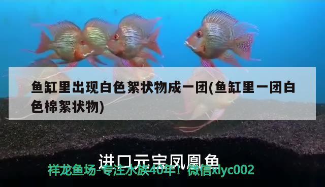 魚缸里出現(xiàn)白色絮狀物成一團(魚缸里一團白色棉絮狀物)