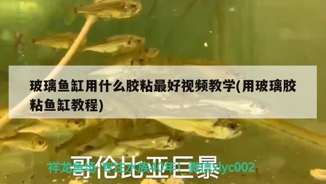 玻璃魚缸用什么膠粘最好視頻教學(xué)(用玻璃膠粘魚缸教程)