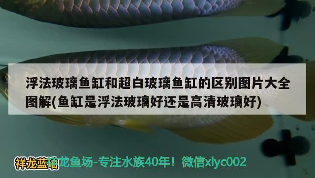 浮法玻璃魚缸和超白玻璃魚缸的區(qū)別圖片大全圖解(魚缸是浮法玻璃好還是高清玻璃好)