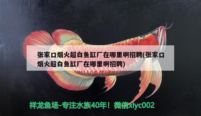 張家口煙火超白魚缸廠在哪里啊招聘(張家口煙火超白魚缸廠在哪里啊招聘) 黃金斑馬魚