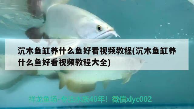 沉木魚缸養(yǎng)什么魚好看視頻教程(沉木魚缸養(yǎng)什么魚好看視頻教程大全)