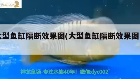 大型魚缸隔斷效果圖(大型魚缸隔斷效果圖片) 魚缸風(fēng)水