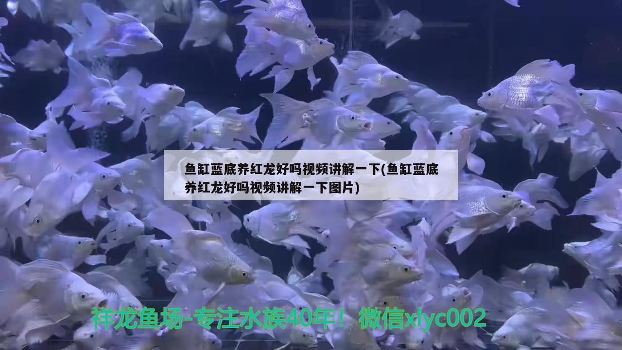 魚缸藍(lán)底養(yǎng)紅龍好嗎視頻講解一下(魚缸藍(lán)底養(yǎng)紅龍好嗎視頻講解一下圖片) 一眉道人魚苗