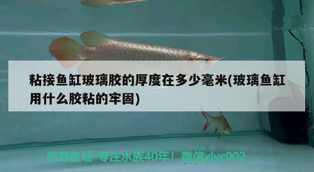 粘接魚缸玻璃膠的厚度在多少毫米(玻璃魚缸用什么膠粘的牢固)