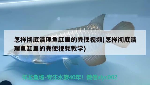 怎樣徹底清理魚缸里的糞便視頻(怎樣徹底清理魚缸里的糞便視頻教學) 帝王血鉆魚