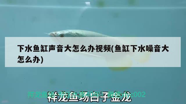 下水魚缸聲音大怎么辦視頻(魚缸下水噪音大怎么辦) 七紋巨鯉魚