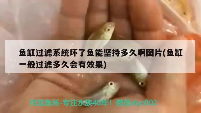 魚(yú)缸過(guò)濾系統(tǒng)壞了魚(yú)能堅(jiān)持多久啊圖片(魚(yú)缸一般過(guò)濾多久會(huì)有效果) 紅龍福龍魚(yú)