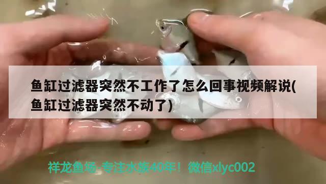 魚缸過濾器突然不工作了怎么回事視頻解說(魚缸過濾器突然不動了) 申古銀版魚