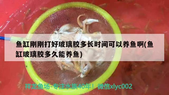 魚缸剛剛打好玻璃膠多長(zhǎng)時(shí)間可以養(yǎng)魚啊(魚缸玻璃膠多久能養(yǎng)魚) 除藻劑