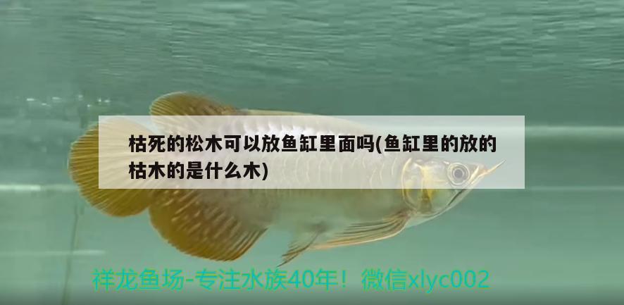 枯死的松木可以放魚缸里面嗎(魚缸里的放的枯木的是什么木)