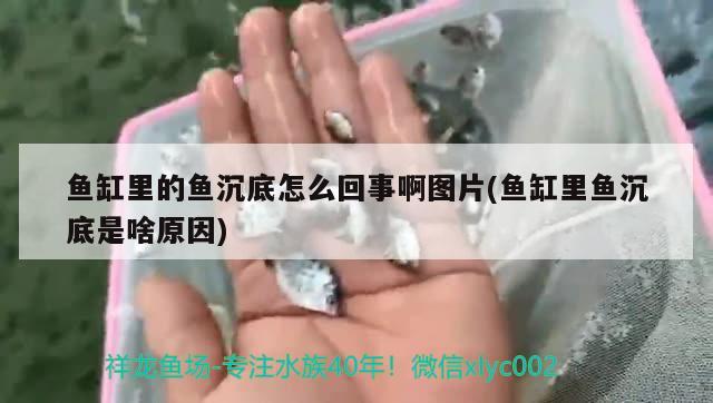 魚缸里的魚沉底怎么回事啊圖片(魚缸里魚沉底是啥原因) 祥龍進口元寶鳳凰魚