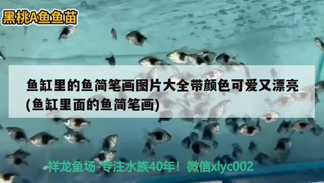 魚缸里的魚簡筆畫圖片大全帶顏色可愛又漂亮(魚缸里面的魚簡筆畫) 魚缸/水族箱