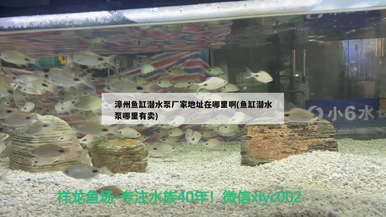 漳州魚缸潛水泵廠家地址在哪里啊(魚缸潛水泵哪里有賣)