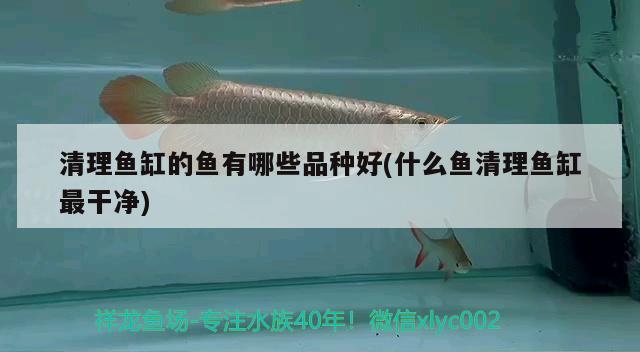 清理魚缸的魚有哪些品種好(什么魚清理魚缸最干凈)