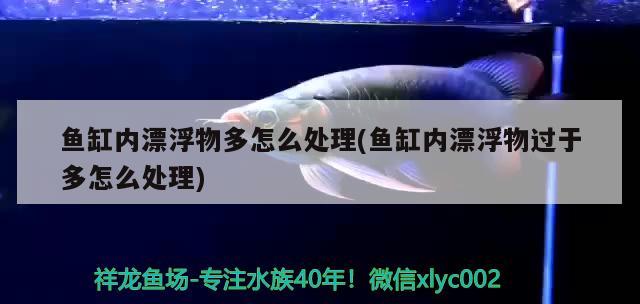 魚缸內(nèi)漂浮物多怎么處理(魚缸內(nèi)漂浮物過(guò)于多怎么處理) 魚糧魚藥 第2張