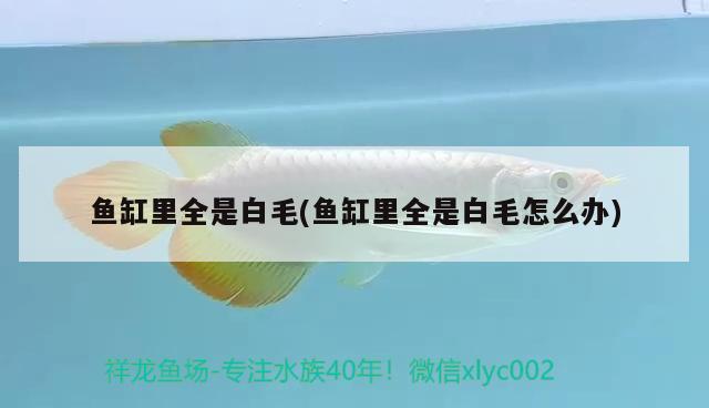 魚缸里全是白毛(魚缸里全是白毛怎么辦)