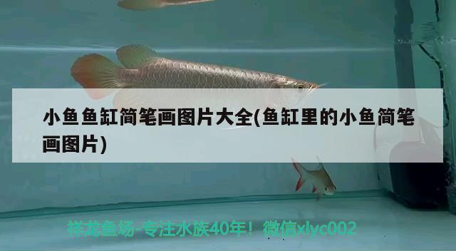 小魚魚缸簡(jiǎn)筆畫圖片大全(魚缸里的小魚簡(jiǎn)筆畫圖片) 大白鯊魚