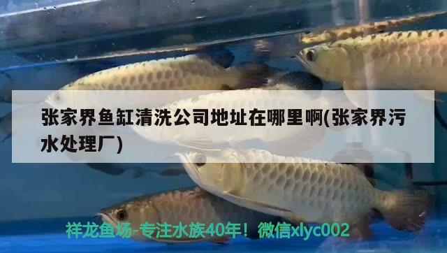 張家界魚缸清洗公司地址在哪里啊(張家界污水處理廠) 眼斑魚