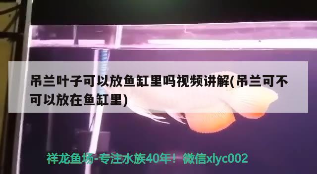 吊蘭葉子可以放魚缸里嗎視頻講解(吊蘭可不可以放在魚缸里) 銀龍魚苗