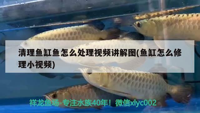 清理魚缸魚怎么處理視頻講解圖(魚缸怎么修理小視頻)