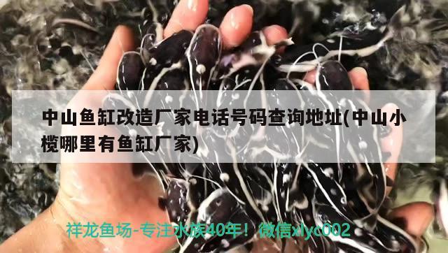 中山魚缸改造廠家電話號碼查詢地址(中山小欖哪里有魚缸廠家) 水草