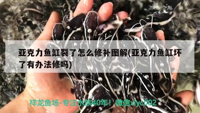 亞克力魚缸裂了怎么修補圖解(亞克力魚缸壞了有辦法修嗎) 女王大帆魚苗