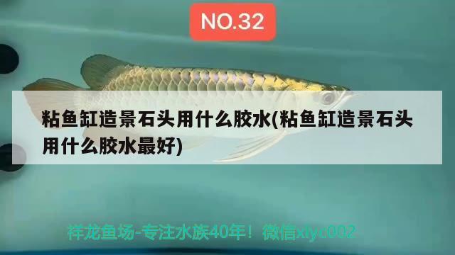 粘魚缸造景石頭用什么膠水(粘魚缸造景石頭用什么膠水最好) 白條過背金龍魚